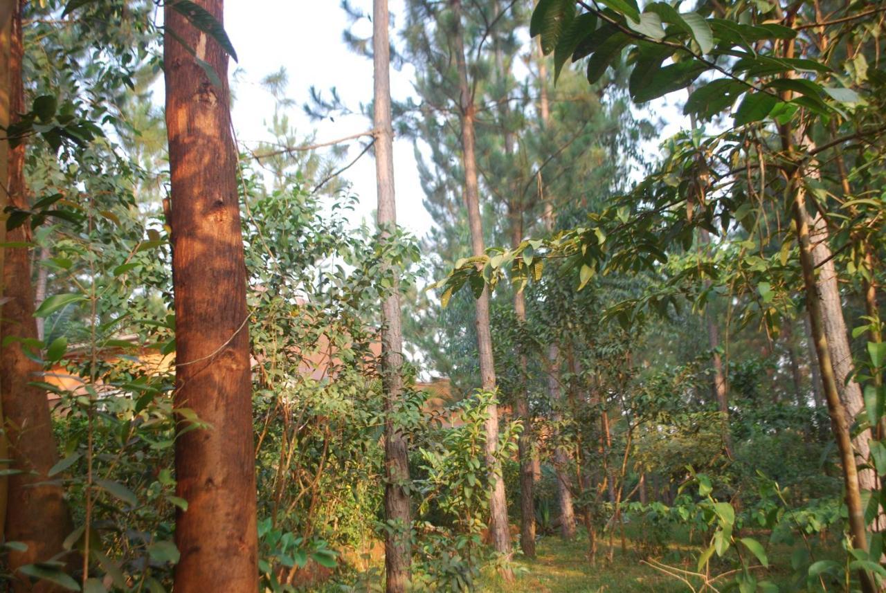 Saltek Forest Cottages Masindi Exteriér fotografie